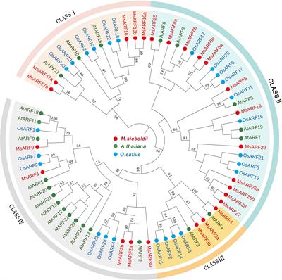 Genome-wide identification of the auxin response factor (ARF) gene family in Magnolia sieboldii and functional analysis of MsARF5